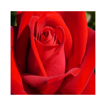 RÓŻA wielkokwiatowa jasno czerwona - sadzonki 20 / 30 cm